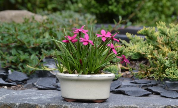Rhodohypoxis Milloides