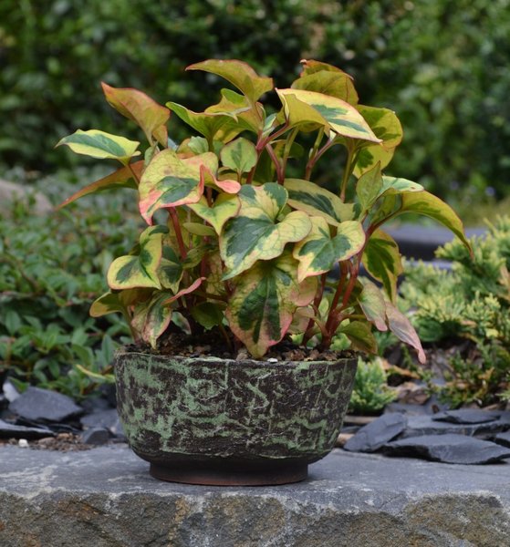 Houttuynia cordata 'Chameleon'