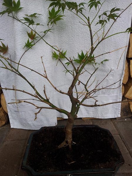 Acer2.JPG