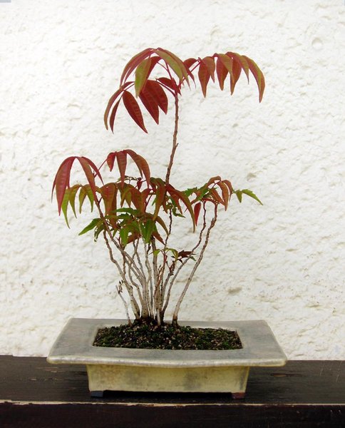 Essigbaum-Gruppe Rhus succedanea <br />Schale: Erwin Grzesinski