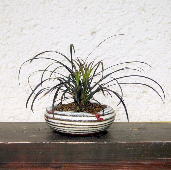 Schwarzer Schlangenbart - Ophiopogon planiscapus 'Nigrescens'<br />Schale: Horst Heinzlreiter