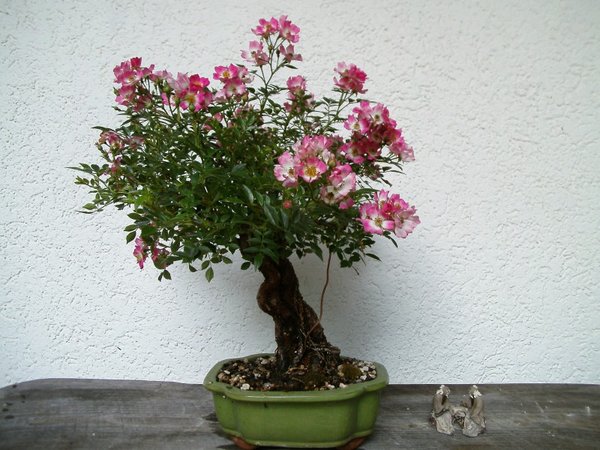 Rose_b.jpg