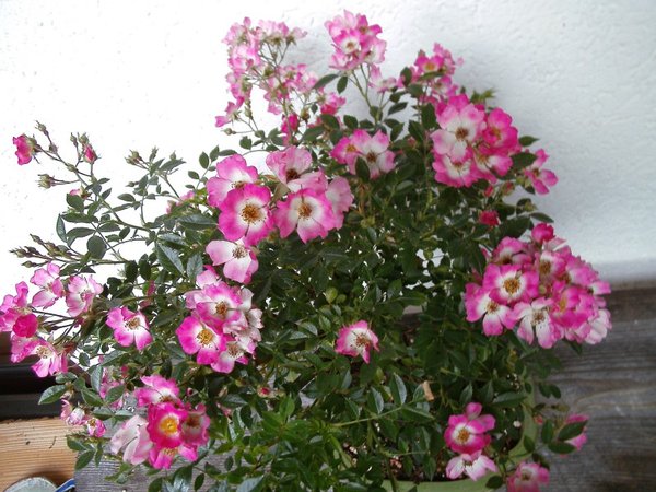 Rosenblüte_b.jpg