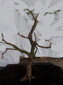 Acer2v.jpg