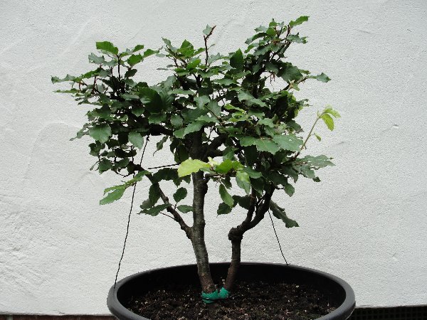 Bild: Kerb Buche 2<br />Der ganze Baum