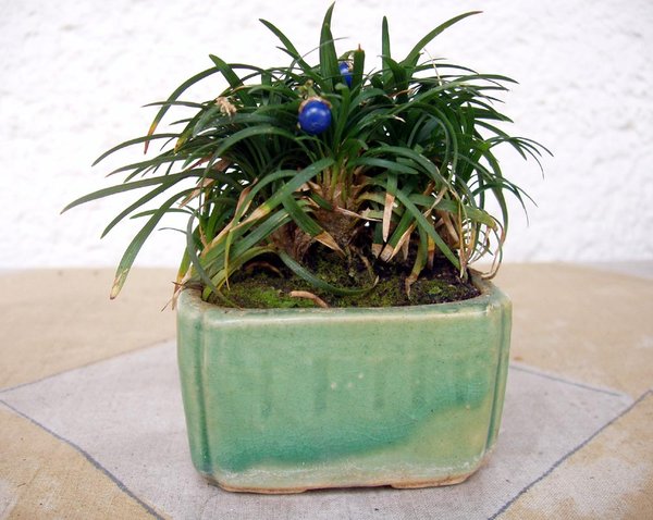 2006 mit blauen Beeren