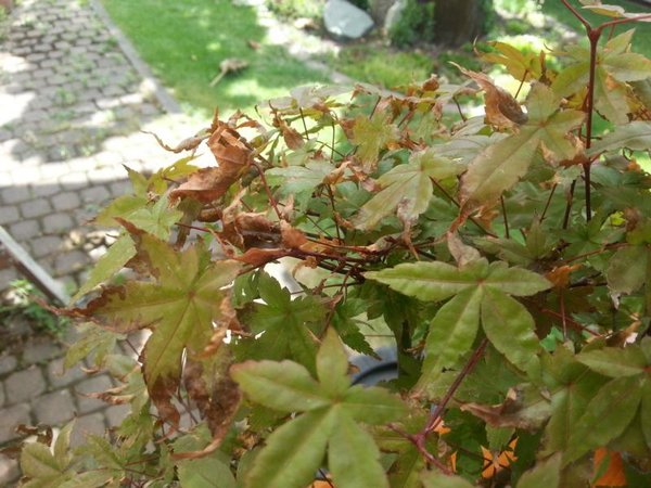K800_20140630_140035.JPG