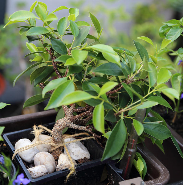 Ficus Spitzenabmoosung (so sah er vor 2 Wochen aus, hat noch zugelegt)
