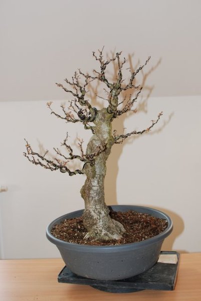 geplante Endhöhe: +20cm