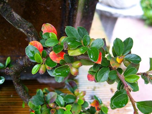 cotoneater