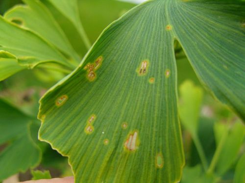 ginkgo
