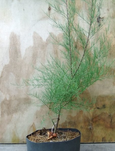 B003-July14-Tamarix.jpg