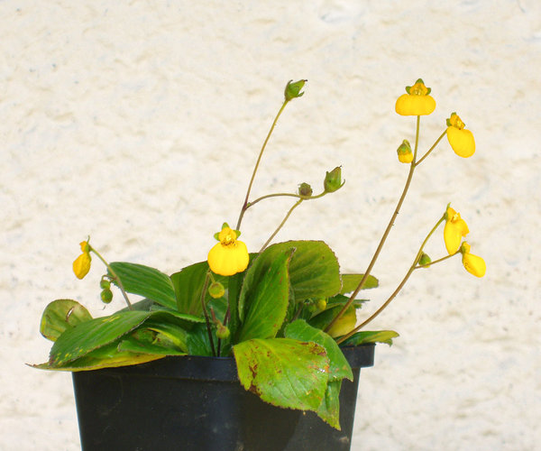 Pantoffelblume - Calceolaria sp.