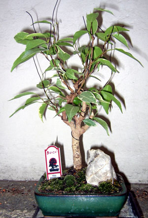 Ficus2004.jpg