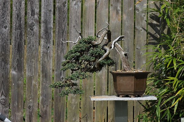 IMG_8974b.JPG