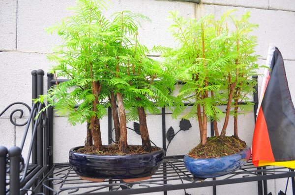Bonsai_13.jpg