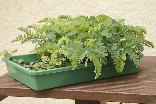 Ficus und Tamarinden im April ausgesät
