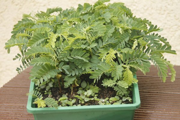 sind wohl so um die 60 Tamarinden