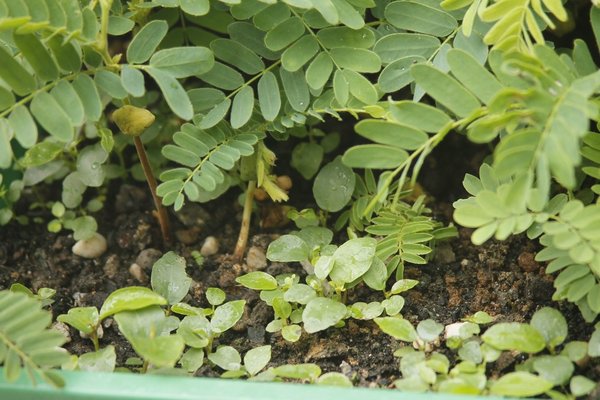 diese Ficus-Sämlinge haben etwas breitere Blätter