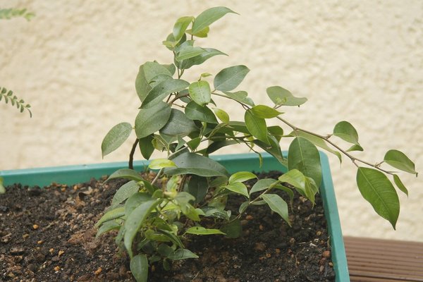 Ficus aus Samen vom letzten Jahr, ist doch kein F- religiosa
