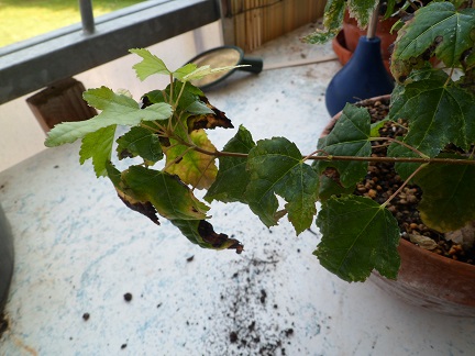 Detailaufnahme/Baum auf Substrat