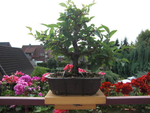 CIMG0556.JPG