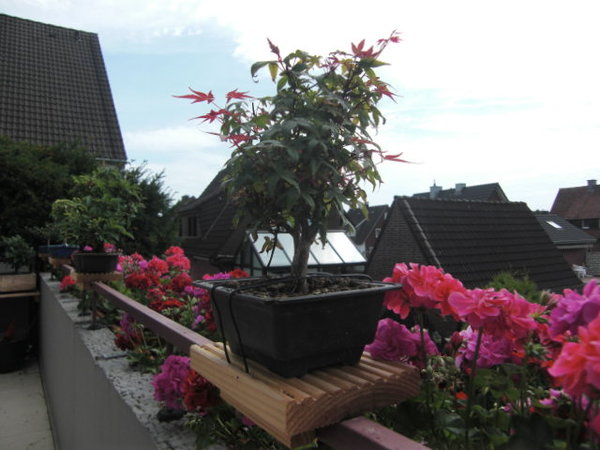 CIMG0557.JPG