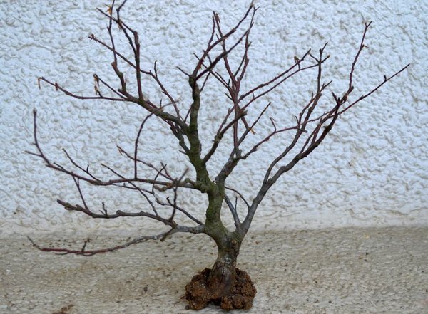 Buche Abmoosung fehlgeschlagen.jpg