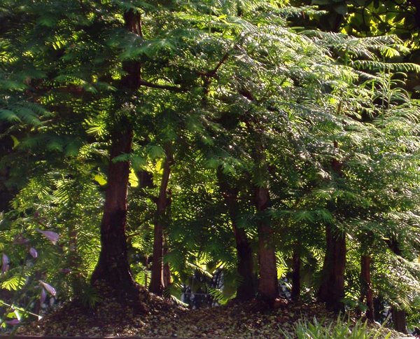 Endlich kann ich in meinem Wald (gedanklich) spazieren....