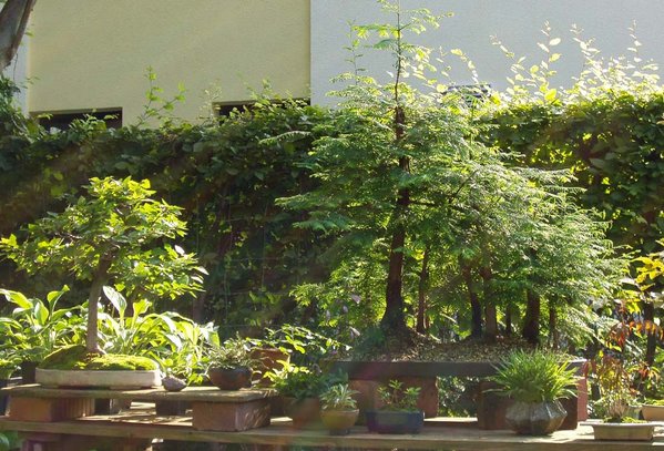 Wald auf meinem Bonsai-Tisch