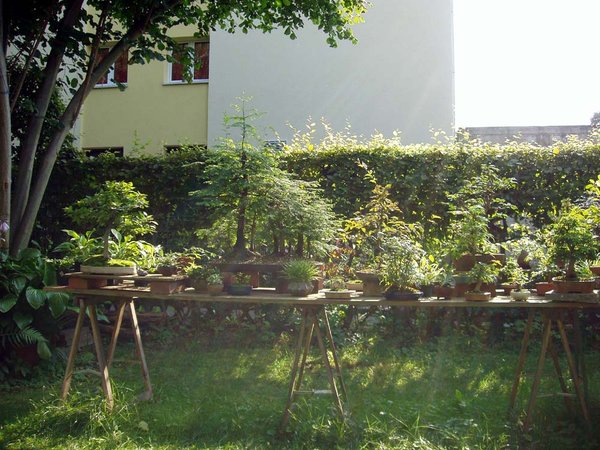 Mein schattiger Bonsai-Tisch im Garten in der Abendsonne