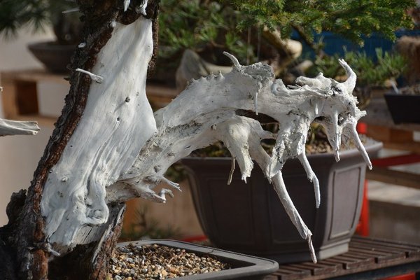 DSC_1468.JPG