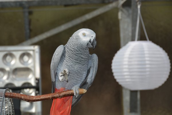 DSC_1481.JPG