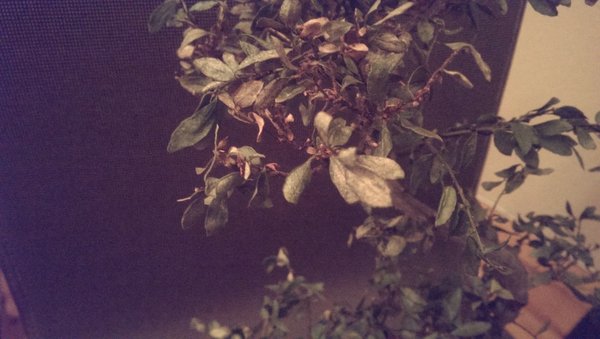 comp_IMAG0806.jpg