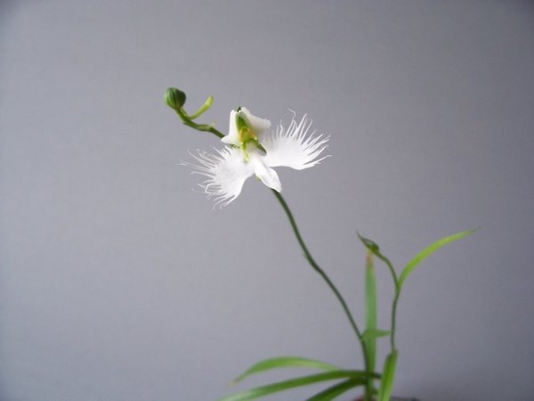 1. Blüte.jpg