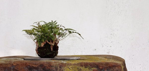 "Kokedama" (Moosball)