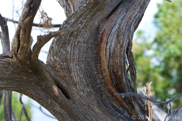 example-natural-bonsai-usa-2.jpg