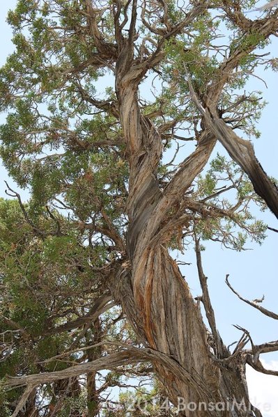 example-natural-bonsai-usa-47.jpg