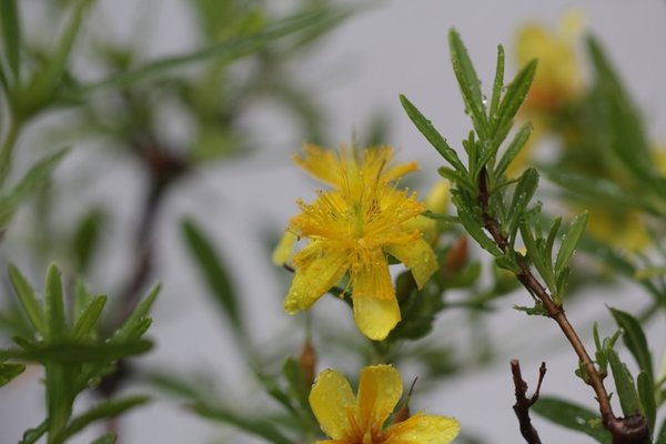 Blüte
