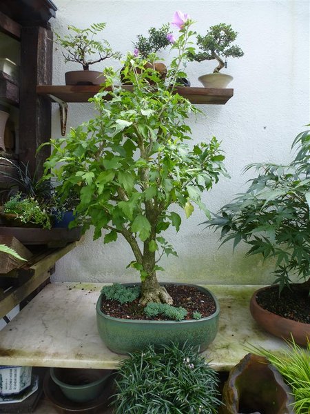Hibiskus