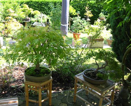 frank,garten14 (10).JPG