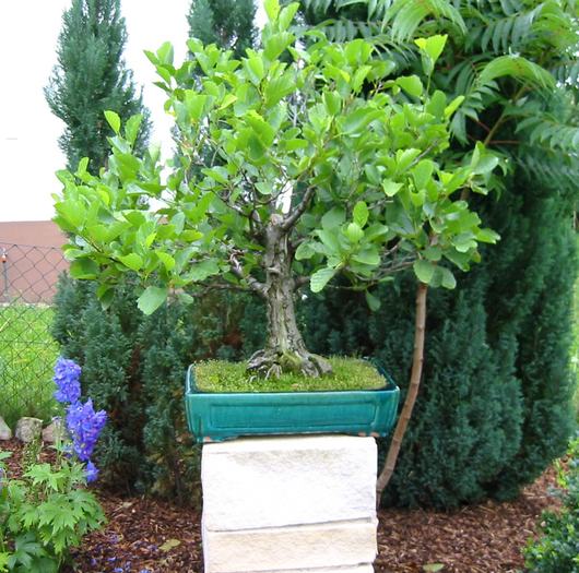 frank,garten14 (17).JPG
