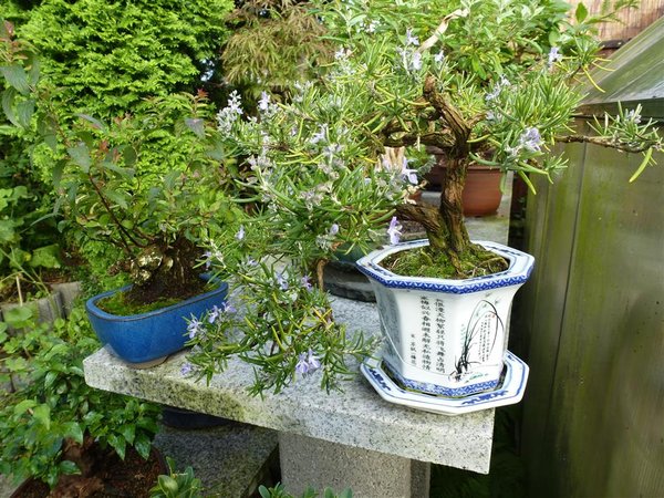 Blüte (1) (Individuell).JPG