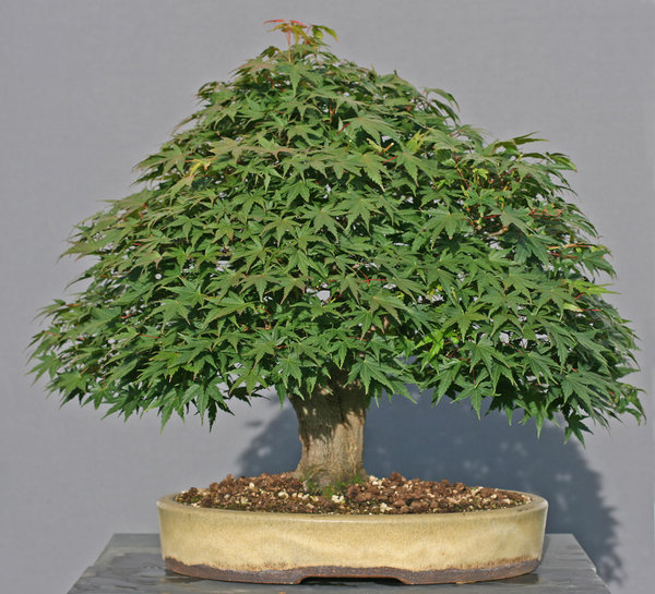 Ahorn082014.jpg