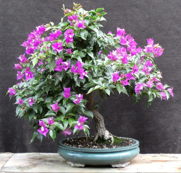 Bougainvillea_2014_08_b.jpg