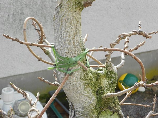 10. März Bohrpfropfen