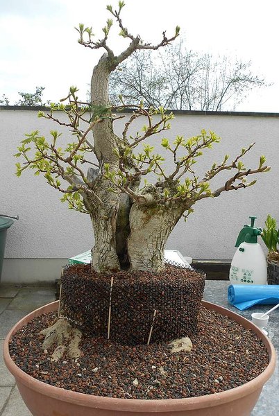 Bewurzelungspulver, Spagnum, Verfüllung