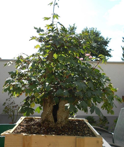 Baum in Kiste