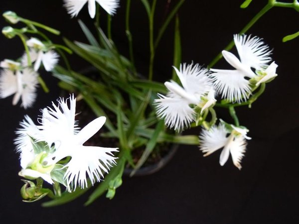 Vogelblume - habenaria radiata