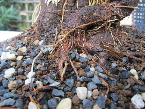 IMG_0668.JPG